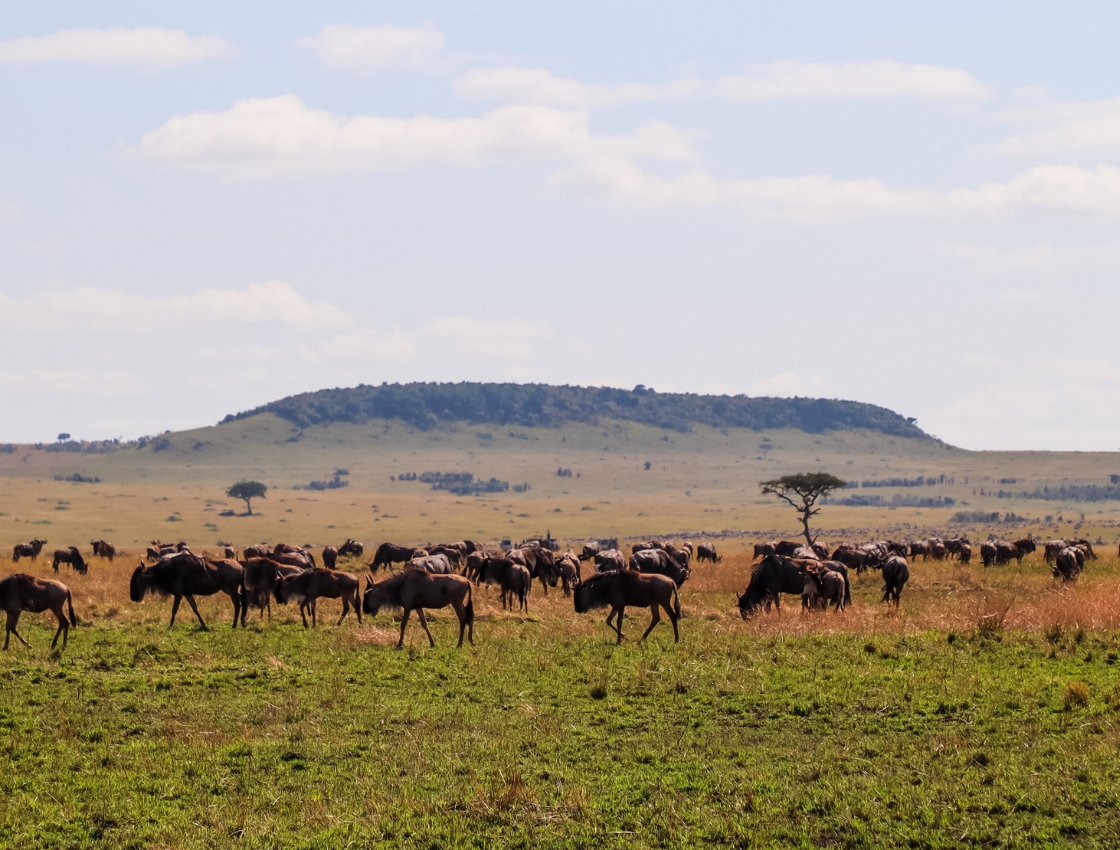 Maasai Mara National Reserve, Kenya